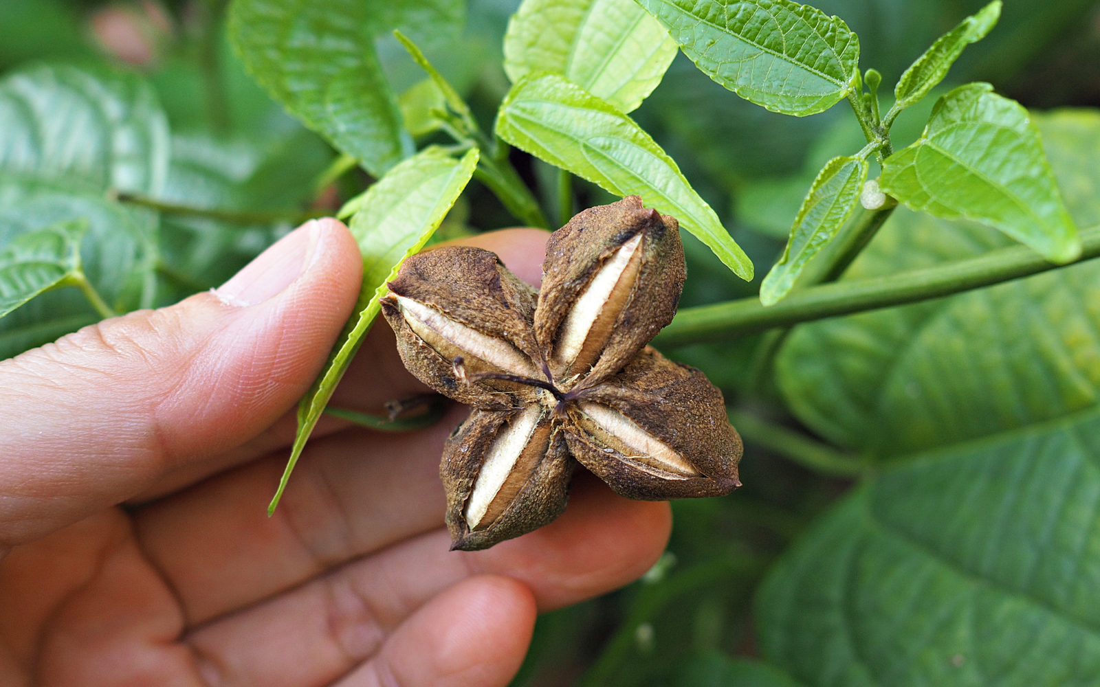 What Is Sacha Inchi and Should You Add It to Your Diet?