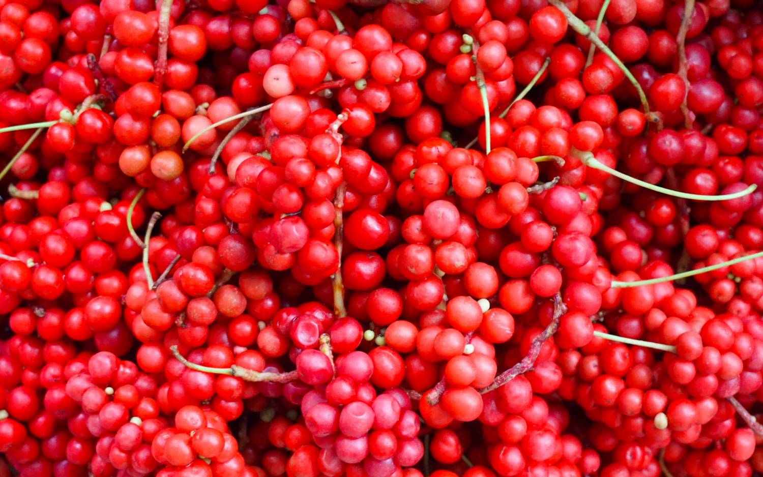 Top 7 Benefits Of The Ancient Schisandra Berry