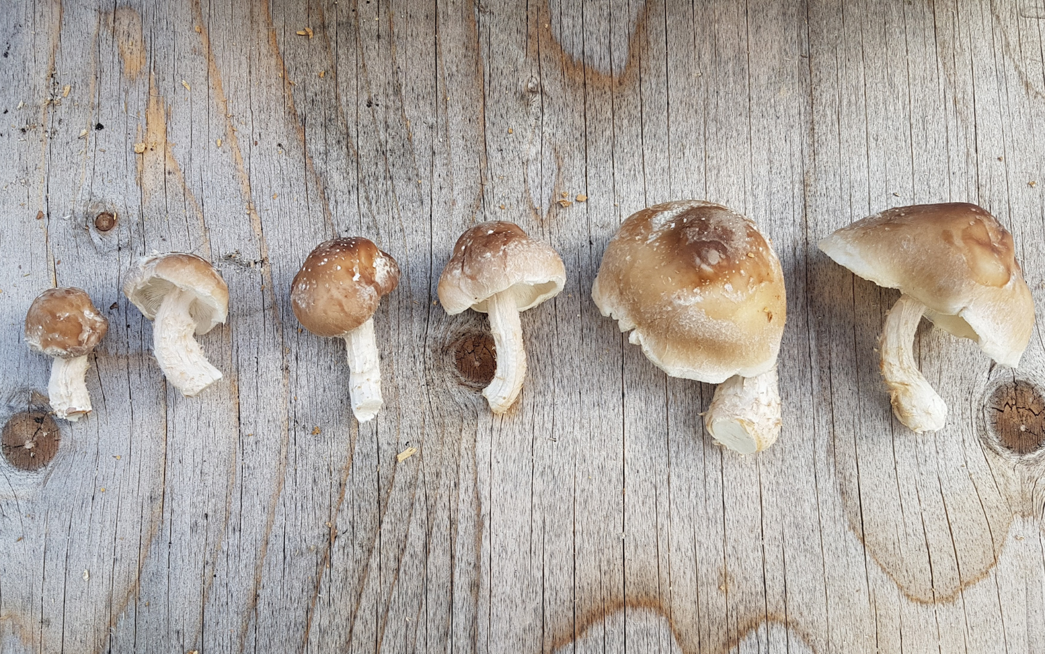 Mushroom Yield and Biological Efficiency: A Grower's Guide