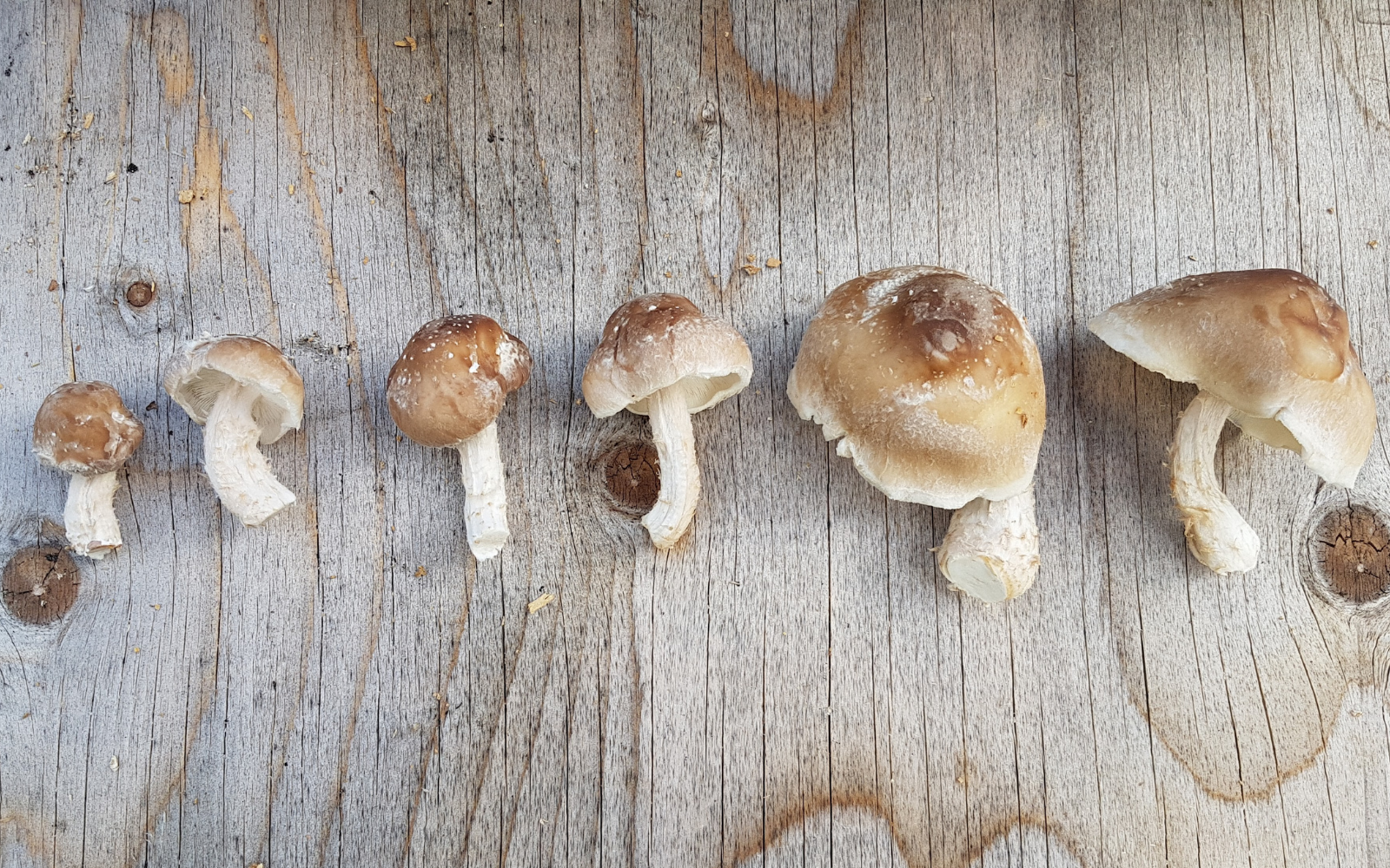 Mushroom Yield and Biological Efficiency: A Grower's Guide