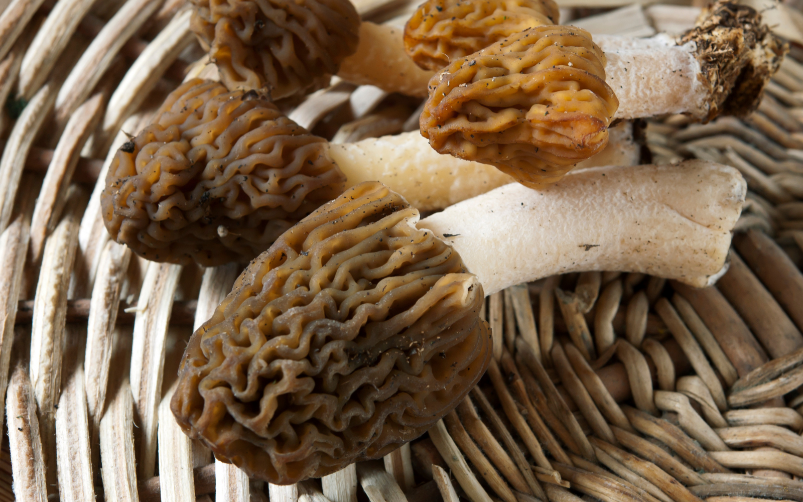 False Morels? Two Types To Look Out For