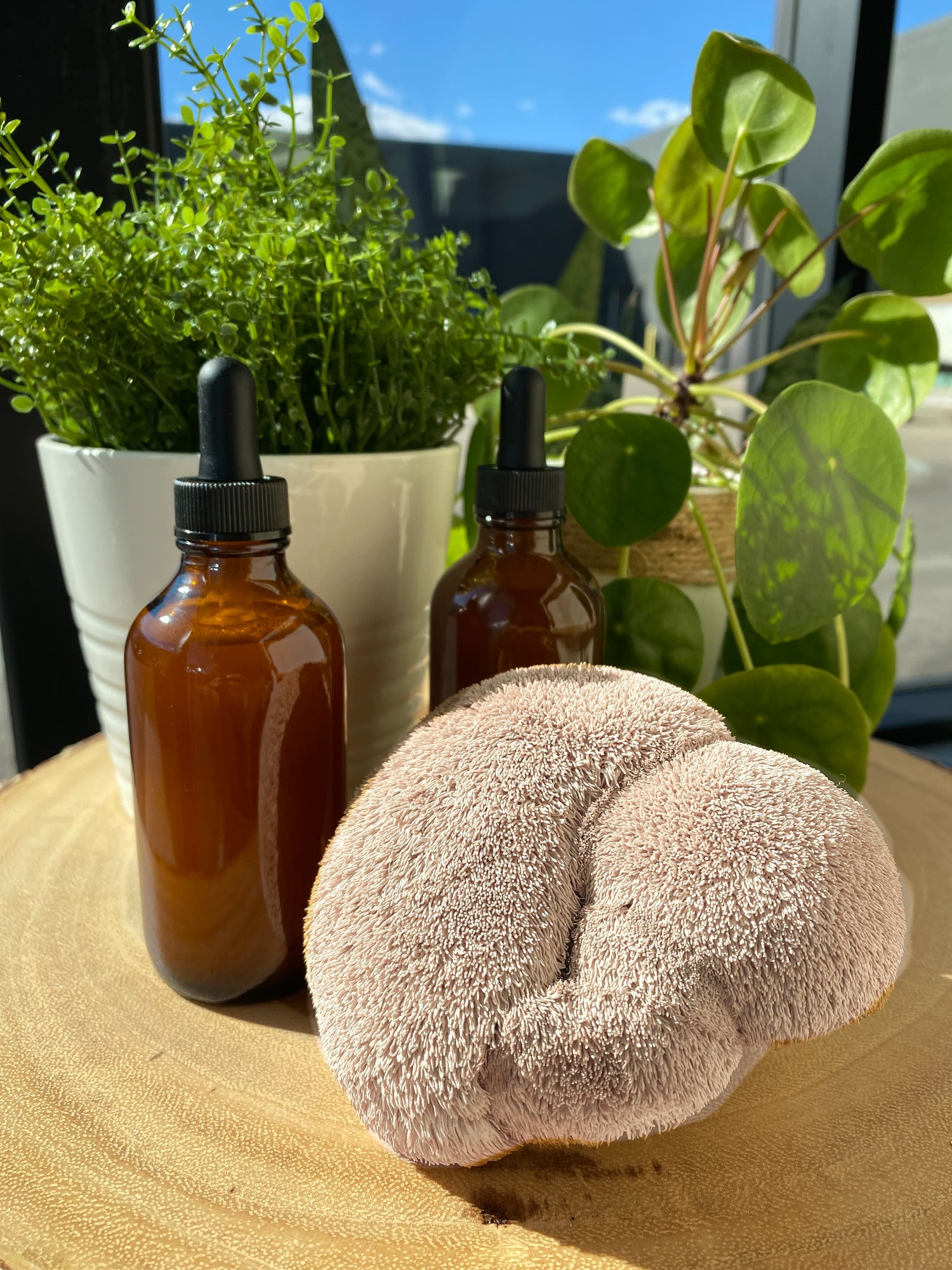 Dual-Extracted Mushroom Tincture