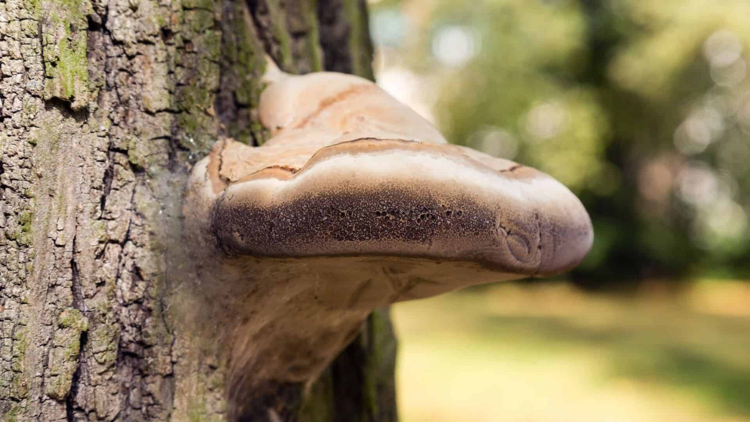 Everything You Need to Know About Meshima (aka Phellinus)