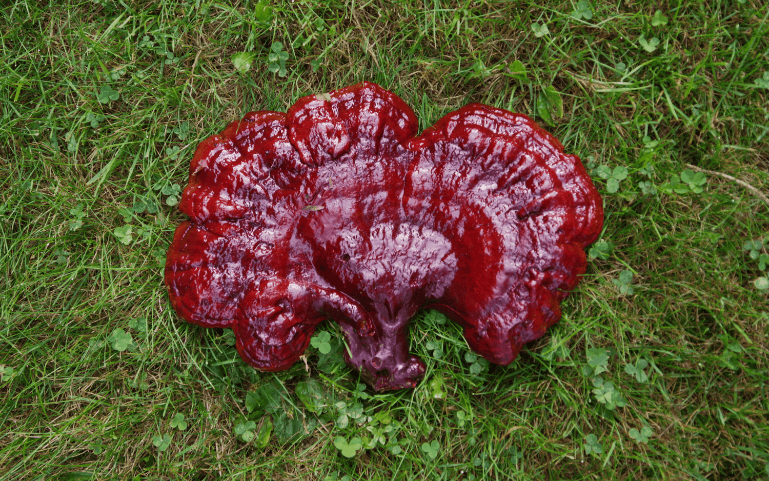 Adaptogenic Mushrooms: They're Just What You Need