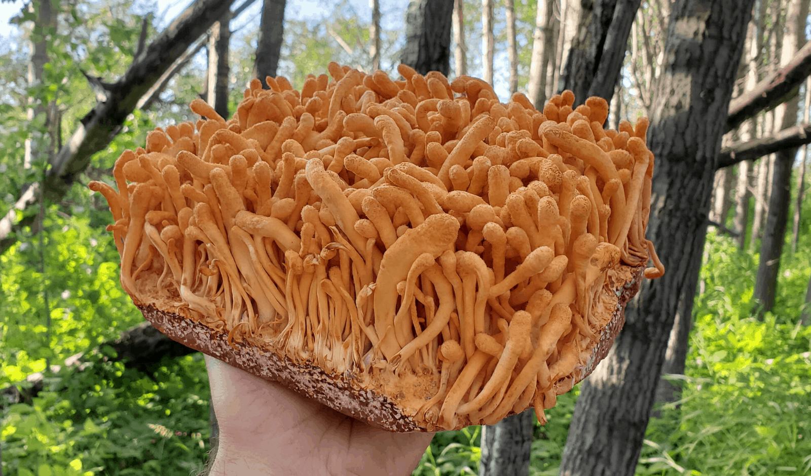 Does Cordyceps Really Grow On Bugs? Know The Difference- FreshCap Mushrooms  | FreshCap Mushrooms