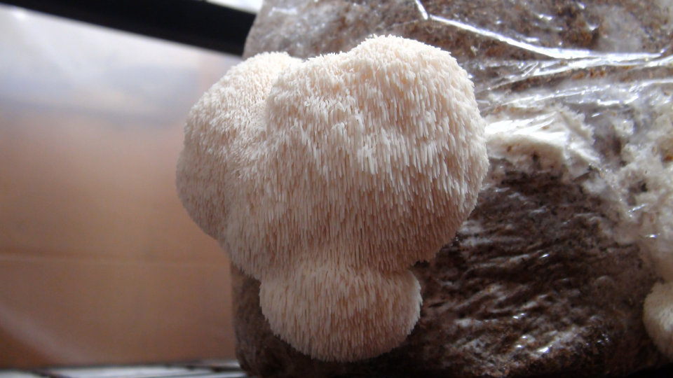 Lion’s Mane: A Mushroom For Your Brain and Nerves