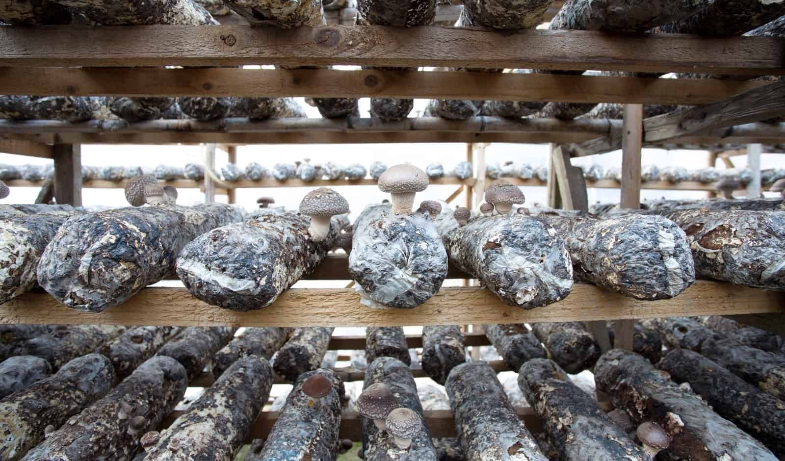 Exploring (MORE) Exotic Mushroom Farms – Shiitake, Cordyceps and Shaggy Mane