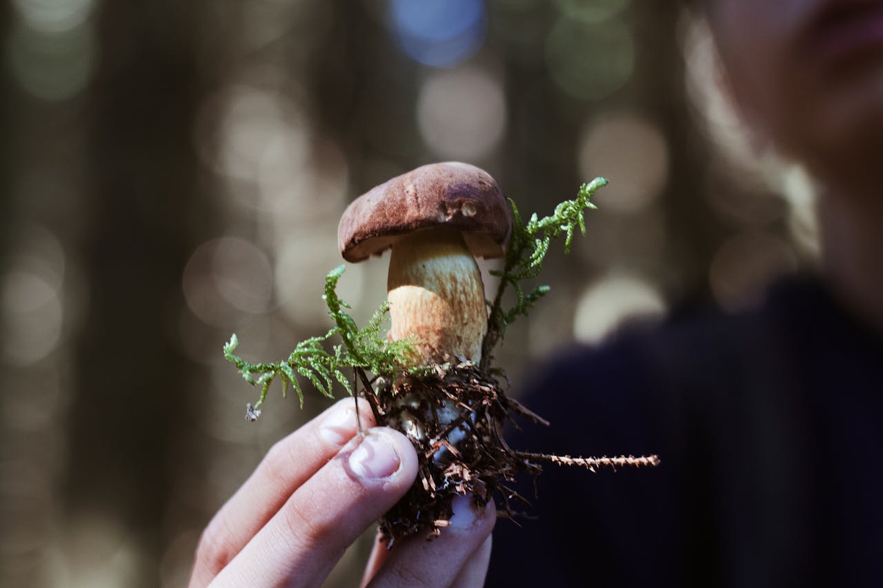 Fruiting Body vs. Mycelium — What’s the Difference?