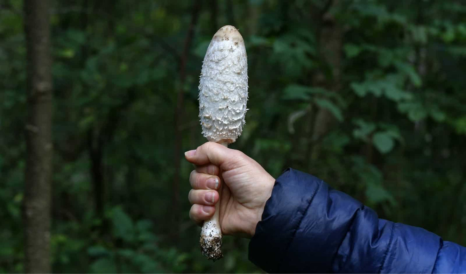 The Shaggy Mane Mushroom – Everything You Need To Know