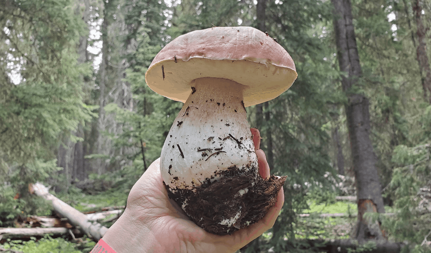 Why Are Some Mushrooms So Hard To Grow?