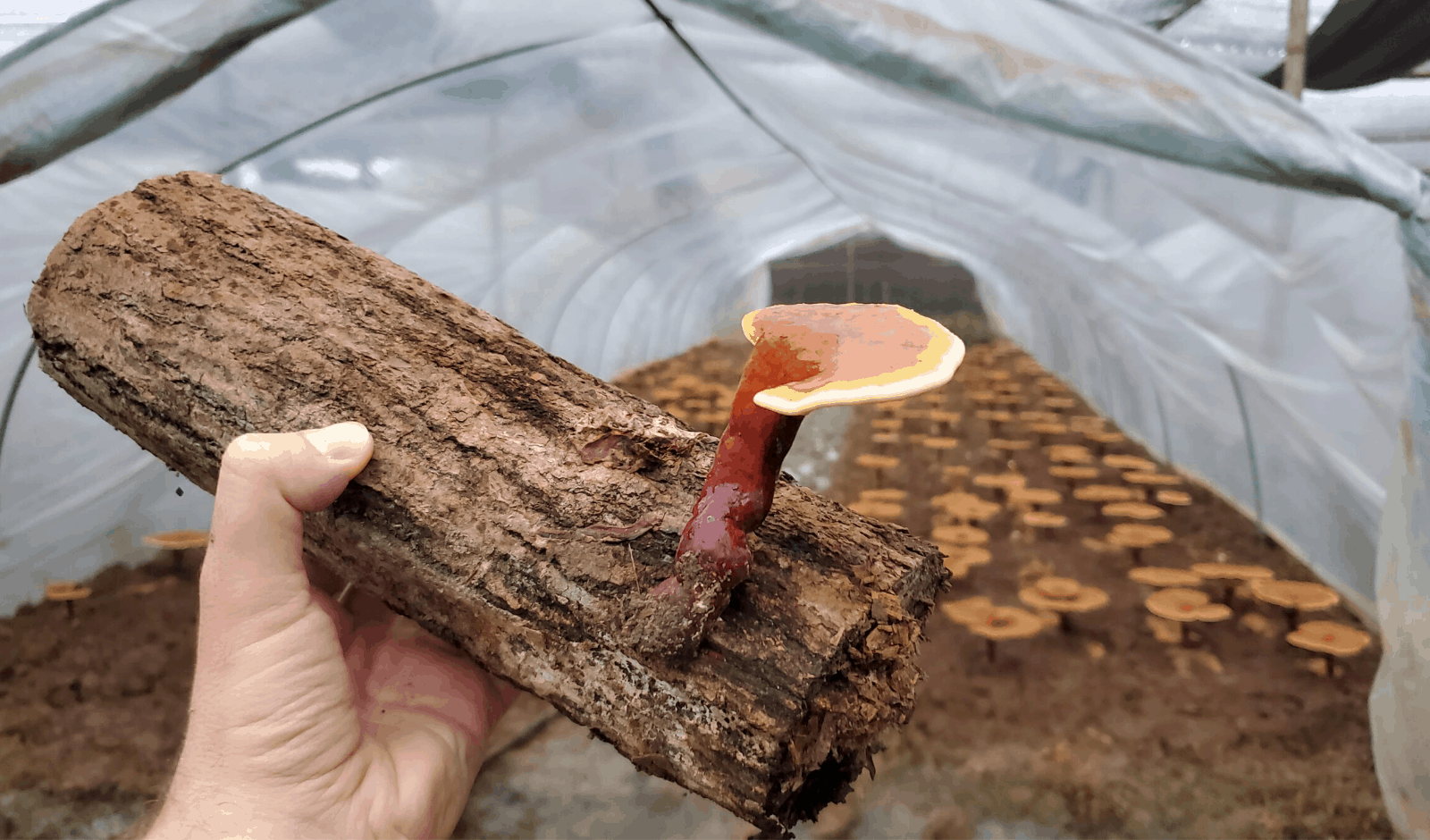 the-ulimate-guide-to-medicincal-mushrooms