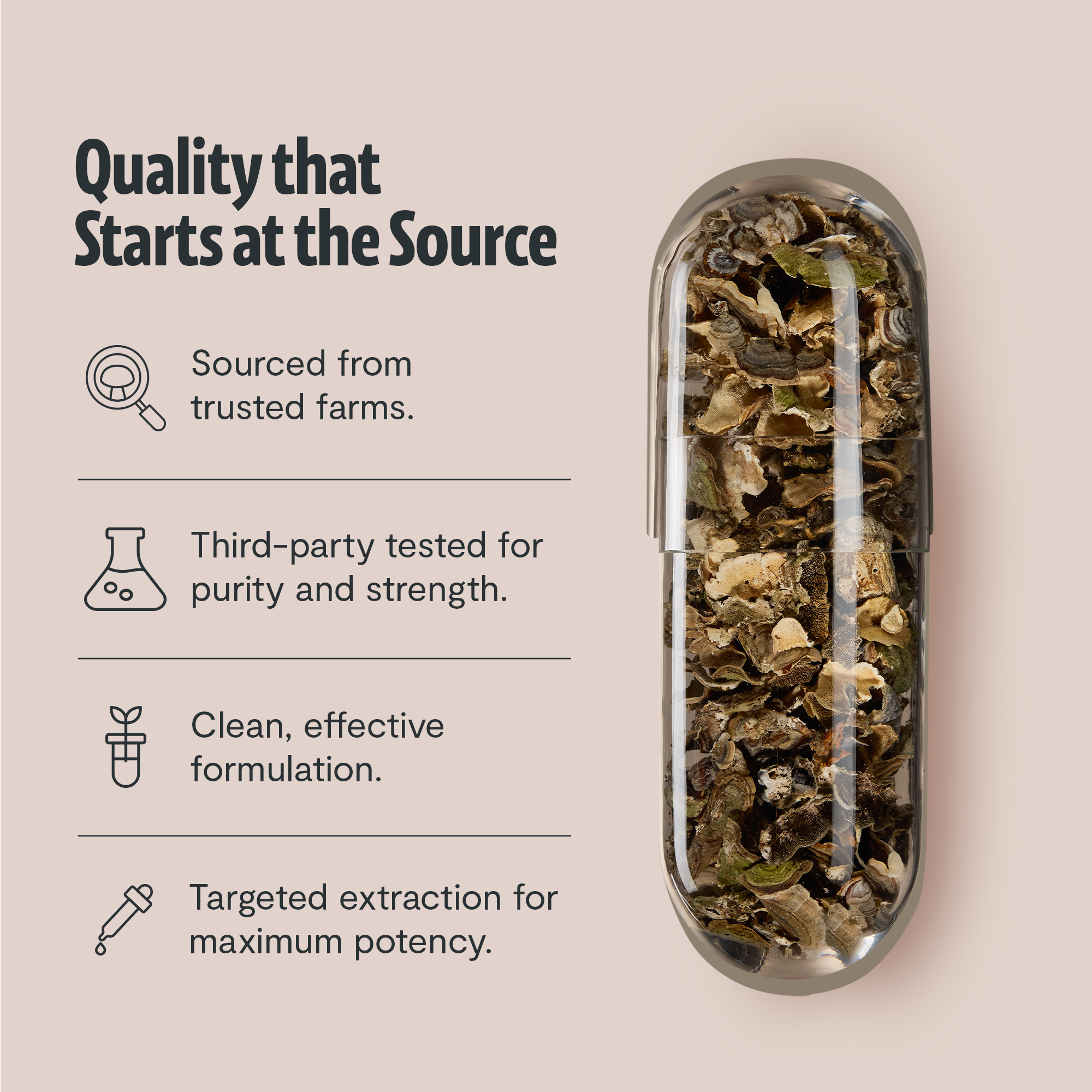 Turkey Tail Mushroom Extract Capsules