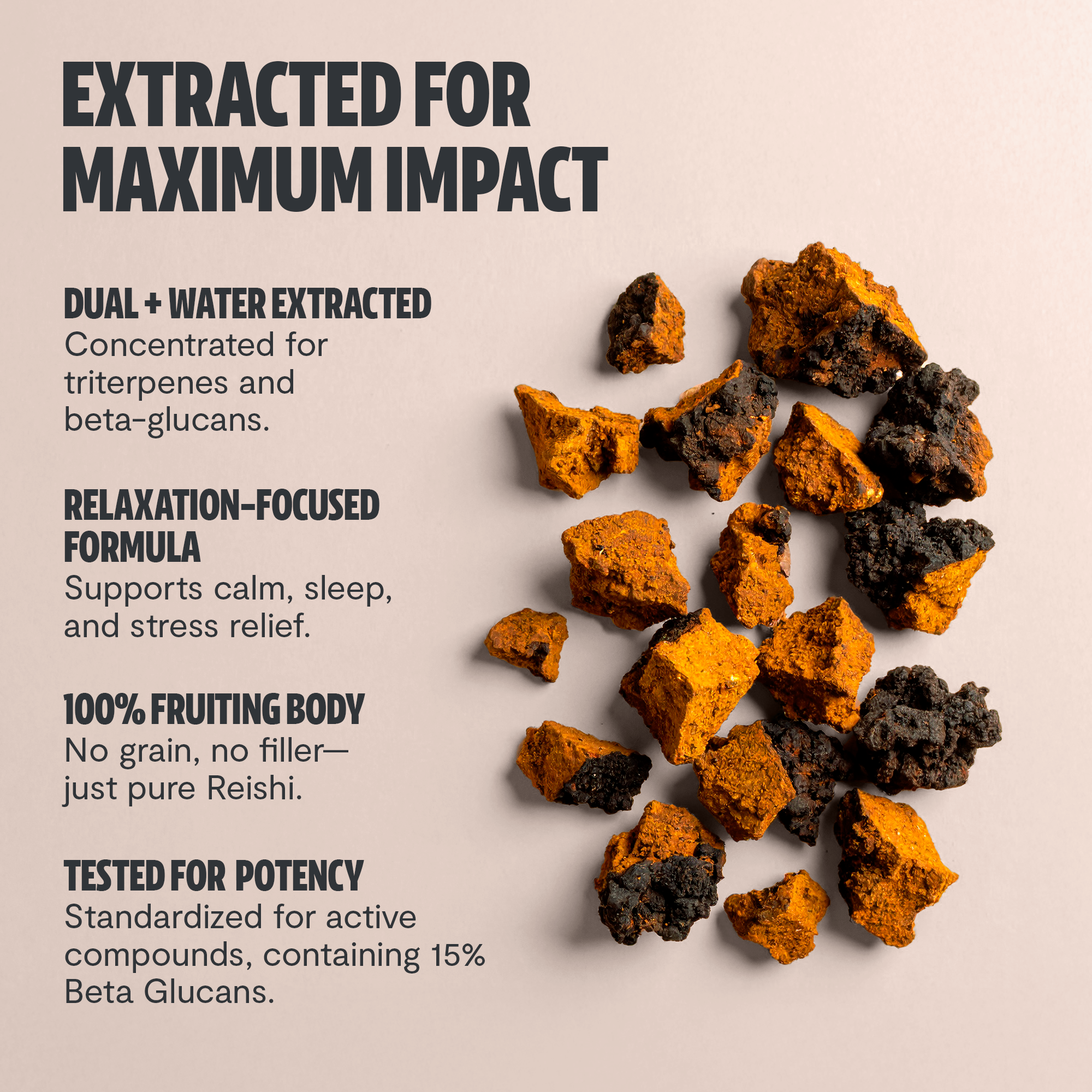 Chaga Mushroom Extract Powder