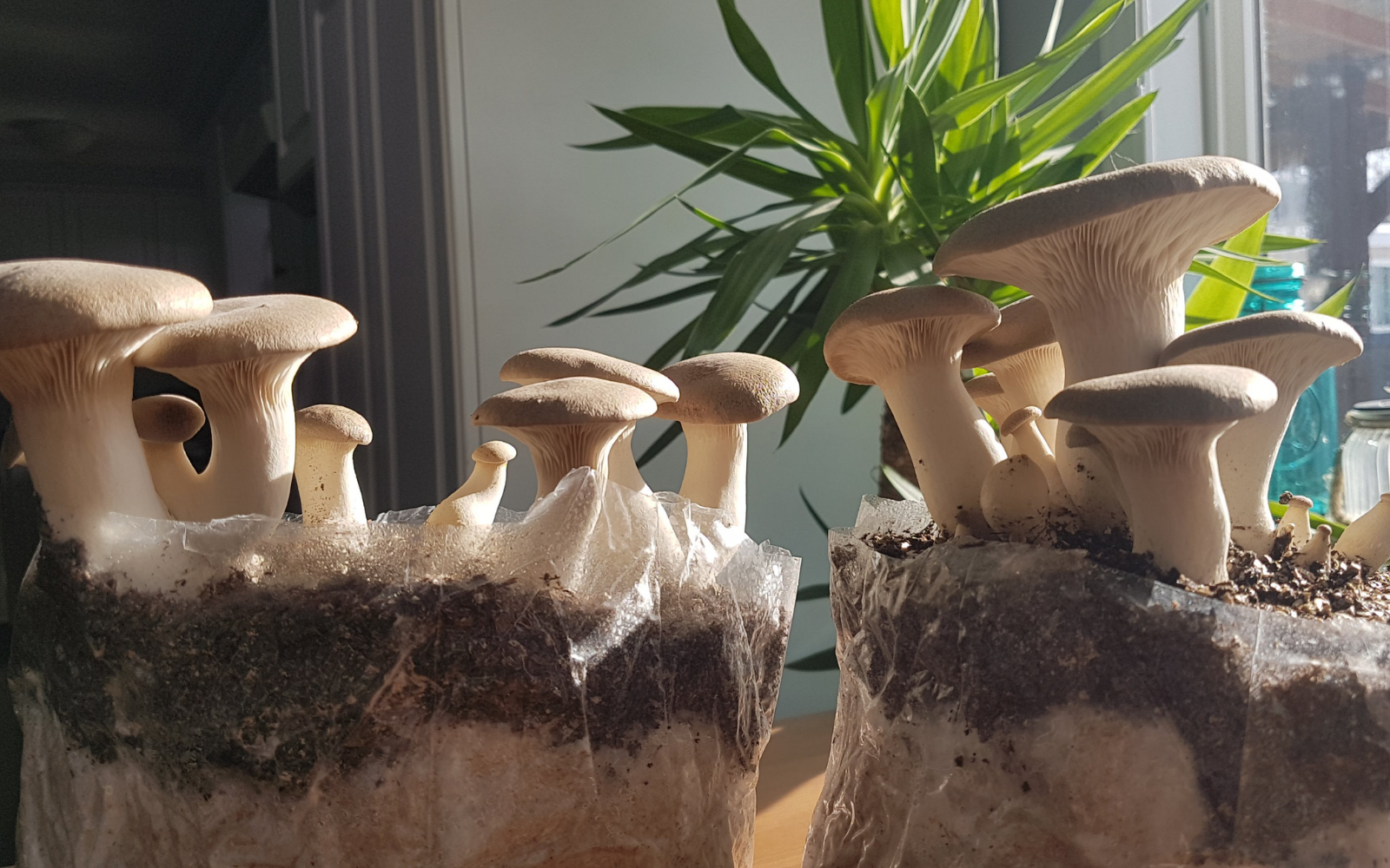 Candidates For Cultivation: The King Oyster Mushroom