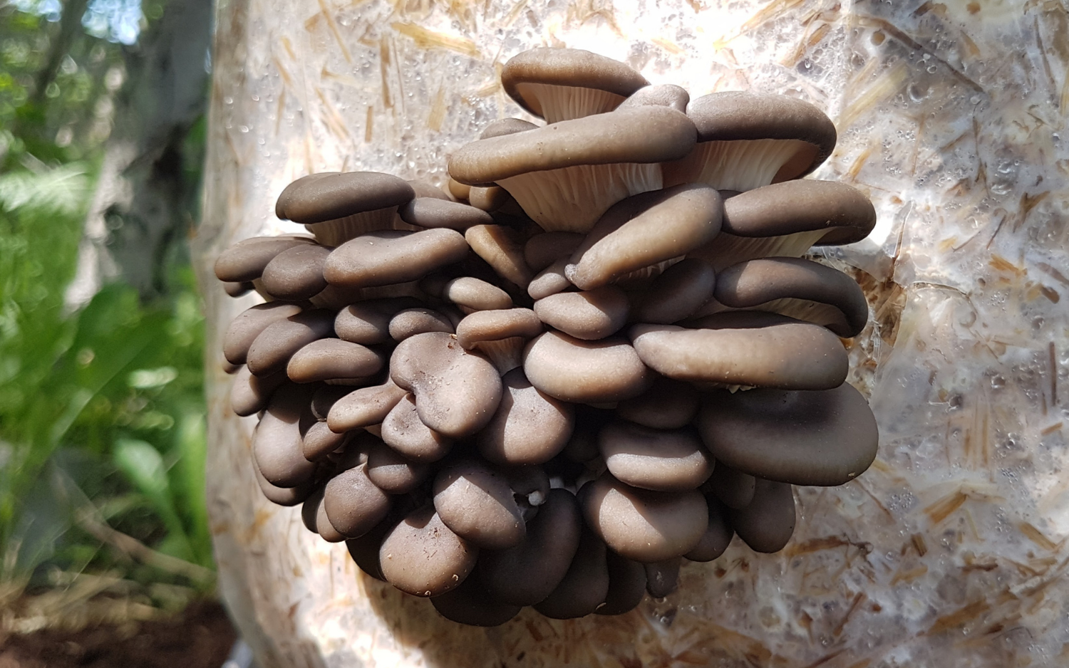 How To Grow Mushrooms on Straw Logs