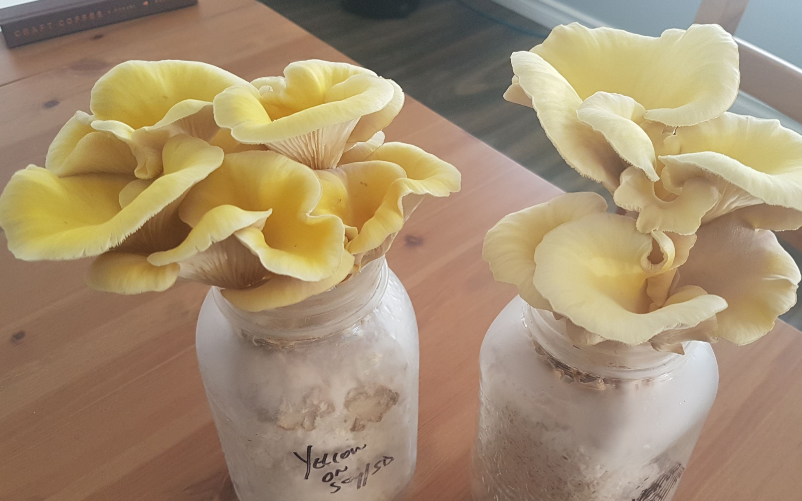 Growing Mushrooms In Bottles