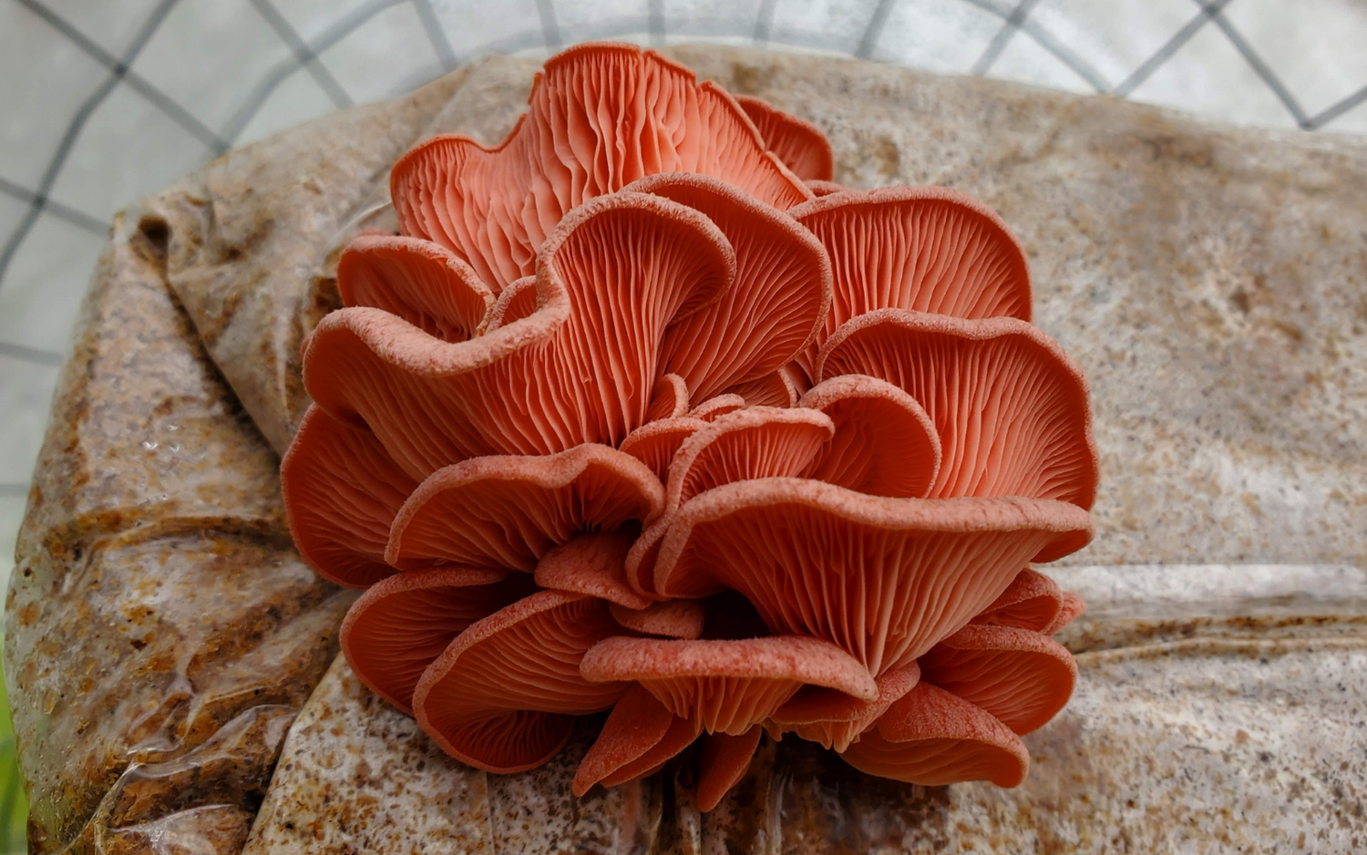 Growing Pink Oyster Mushrooms