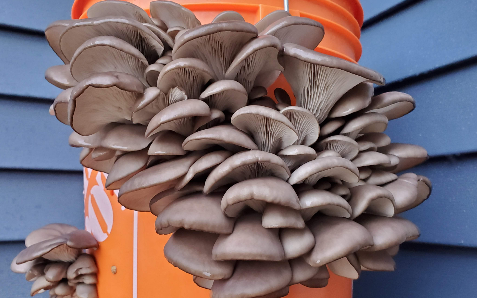 Grow Mushrooms Easy In A 5 Gallon Bucket