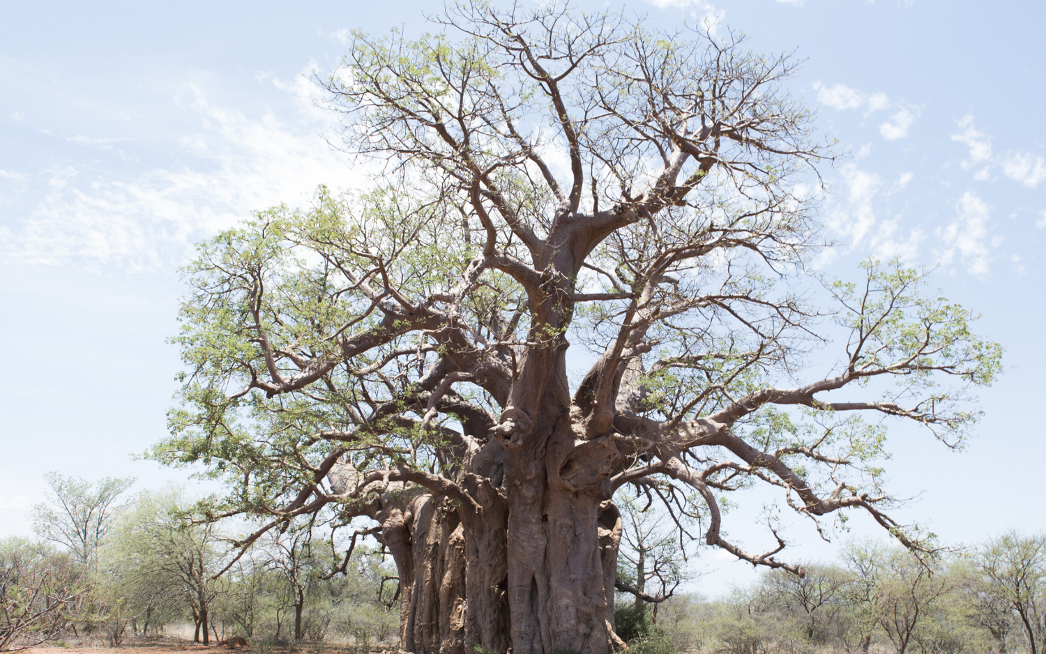 What Are the Top Health Benefits of Baobab Fruit?