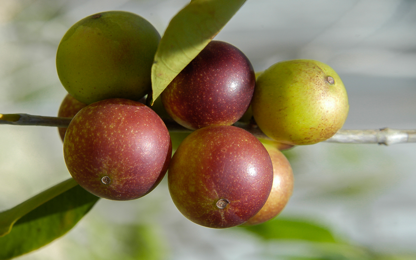 Top 7 Benefits of Camu Camu: A Powerful Superfood