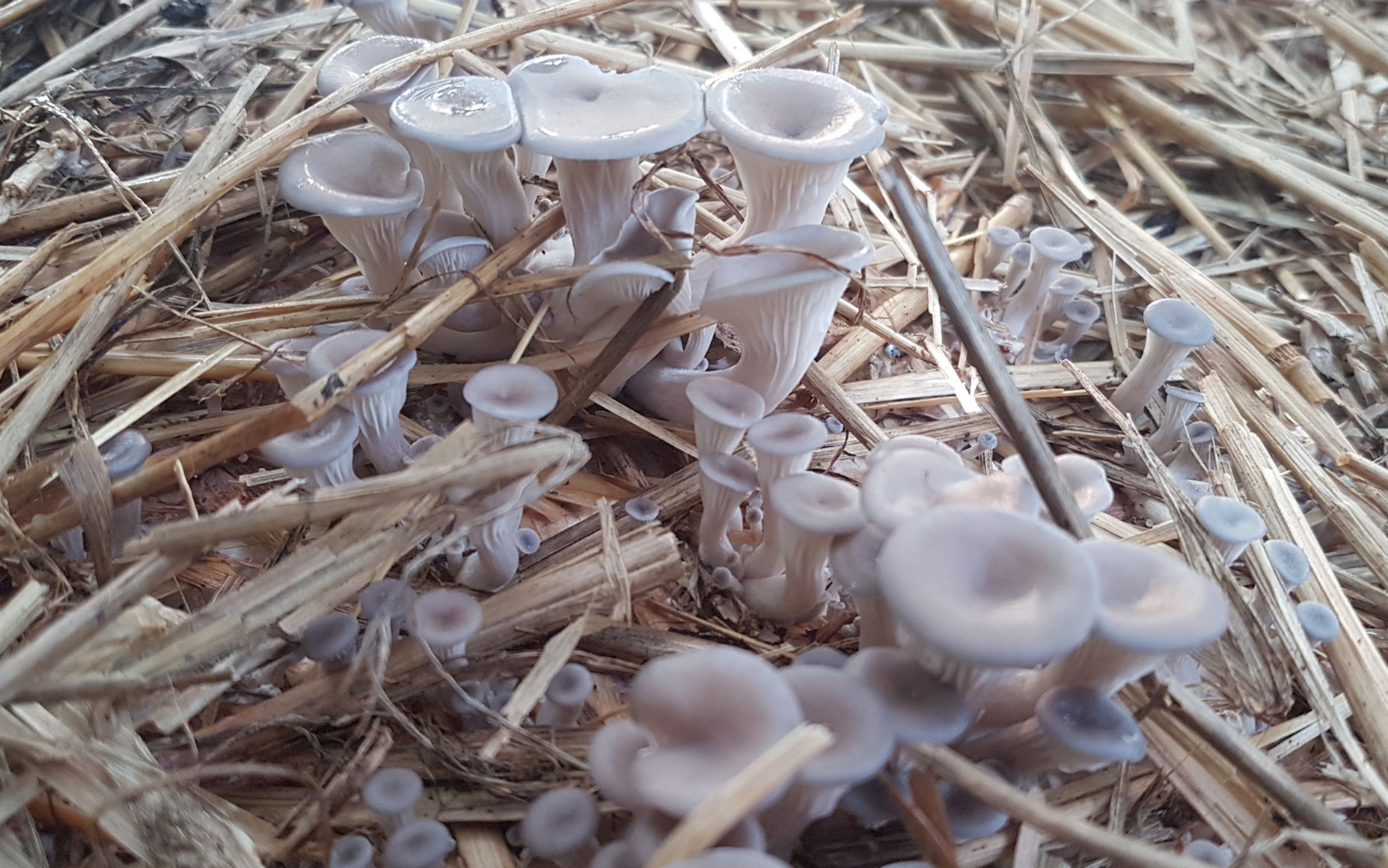 The Easiest Way to Grow Mushrooms at Home