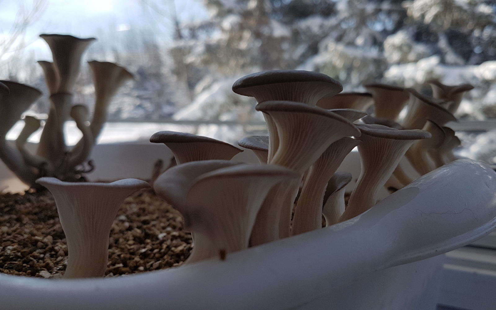 A Simple Way to Grow Mushrooms Indoors