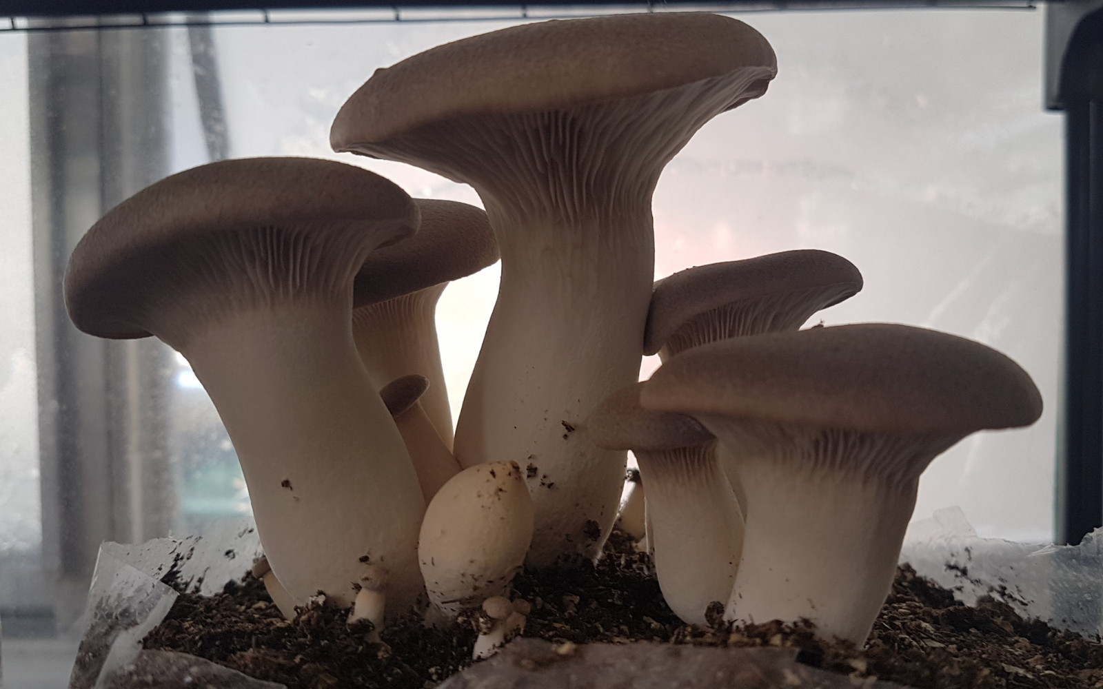 Growing Mushrooms Using a Casing Layer