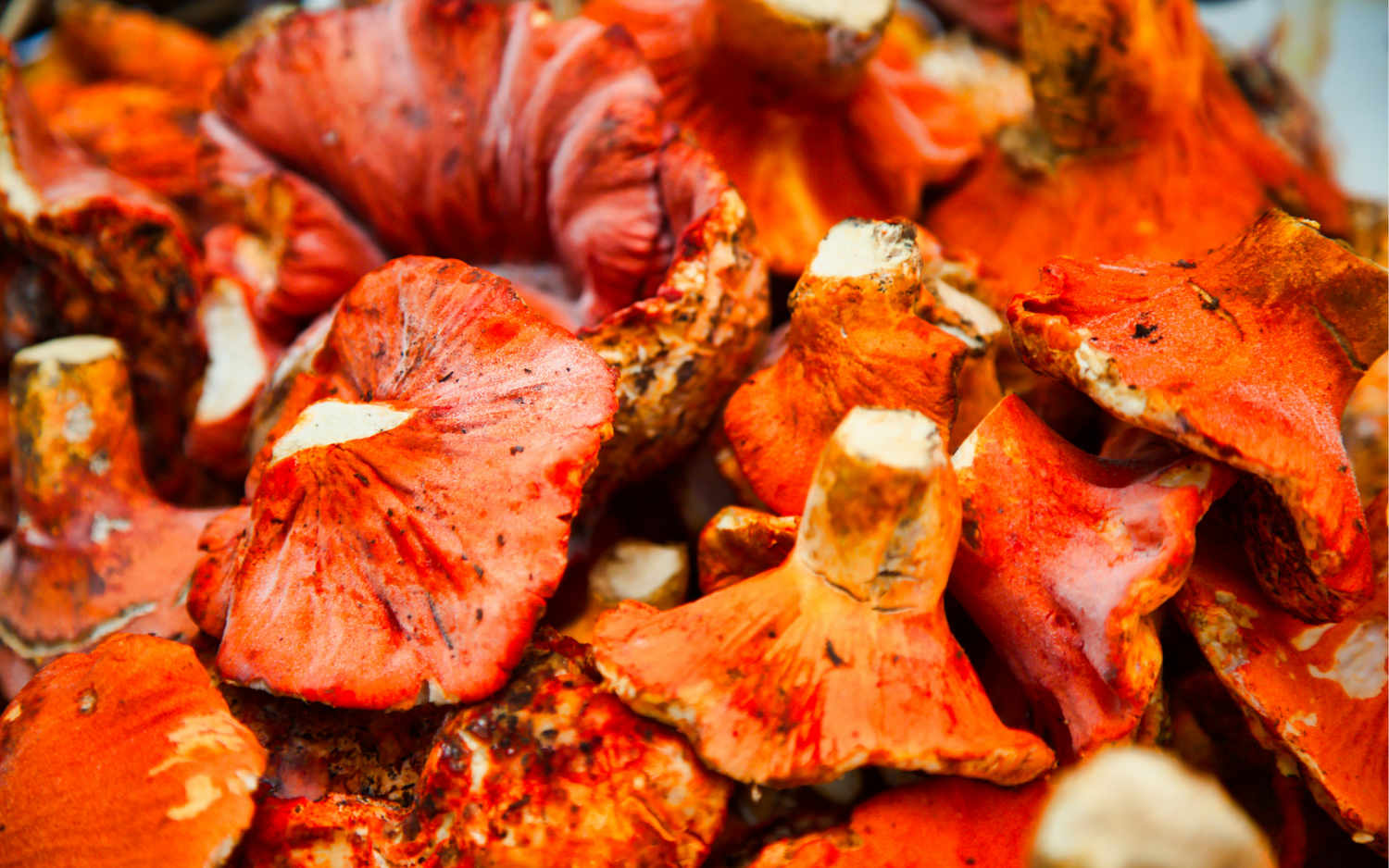 5 Types Of Gourmet Mushrooms Only Found In The Wild