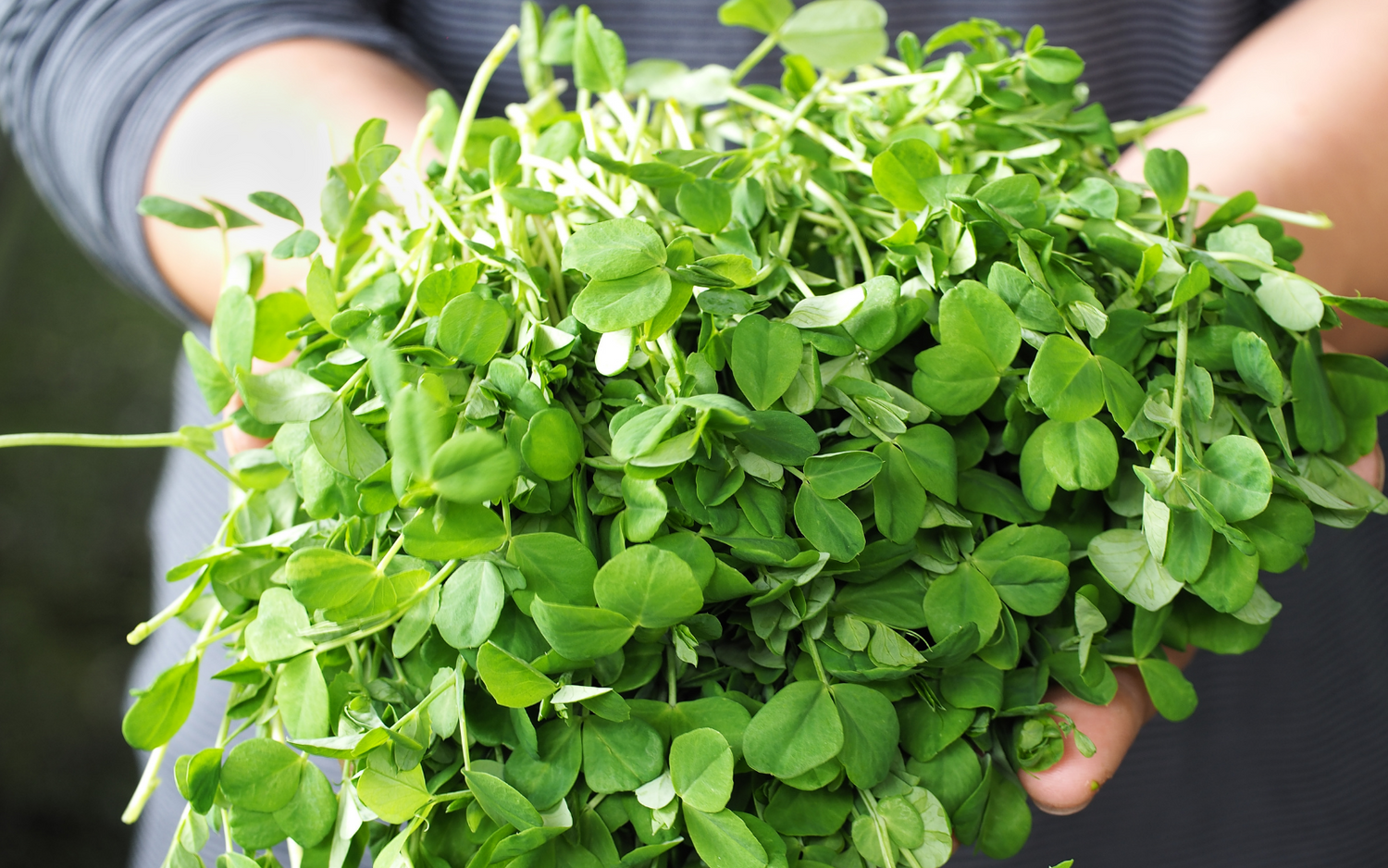 Powerful Microgreens: Types, Health Benefits, And How To Grow