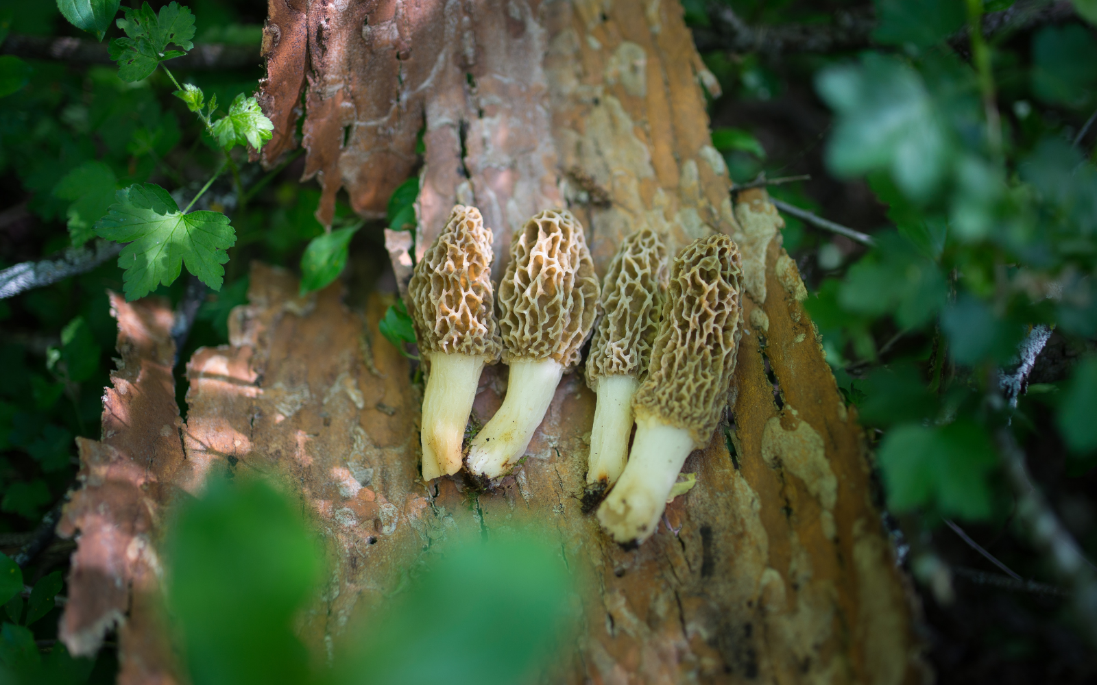 Wild Edible Mushrooms You Can't Miss: The Morel