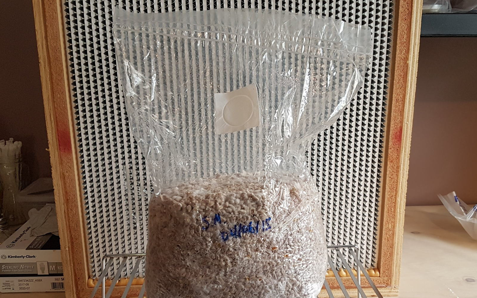 Mushroom Grow Bags: The Ultimate Guide