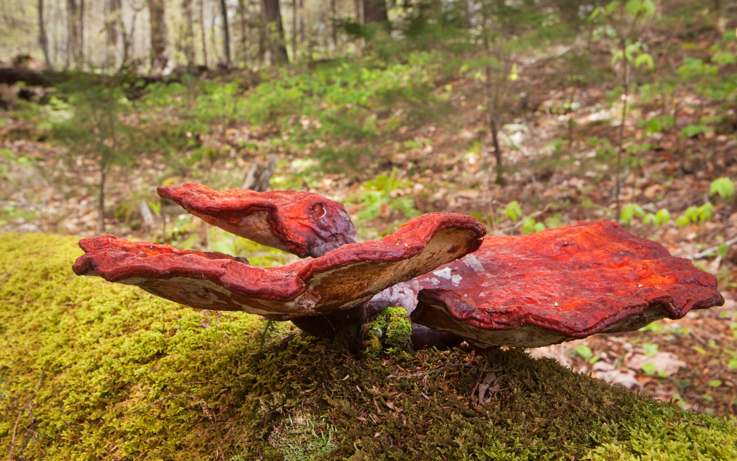 The Best Apps For Mushroom Identification (And Why a Book Is Better)