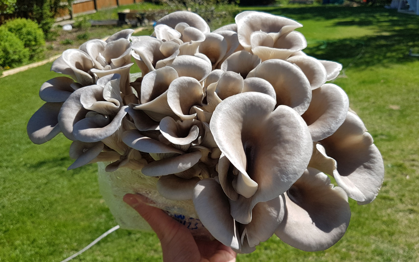 How To Grow Oyster Mushrooms