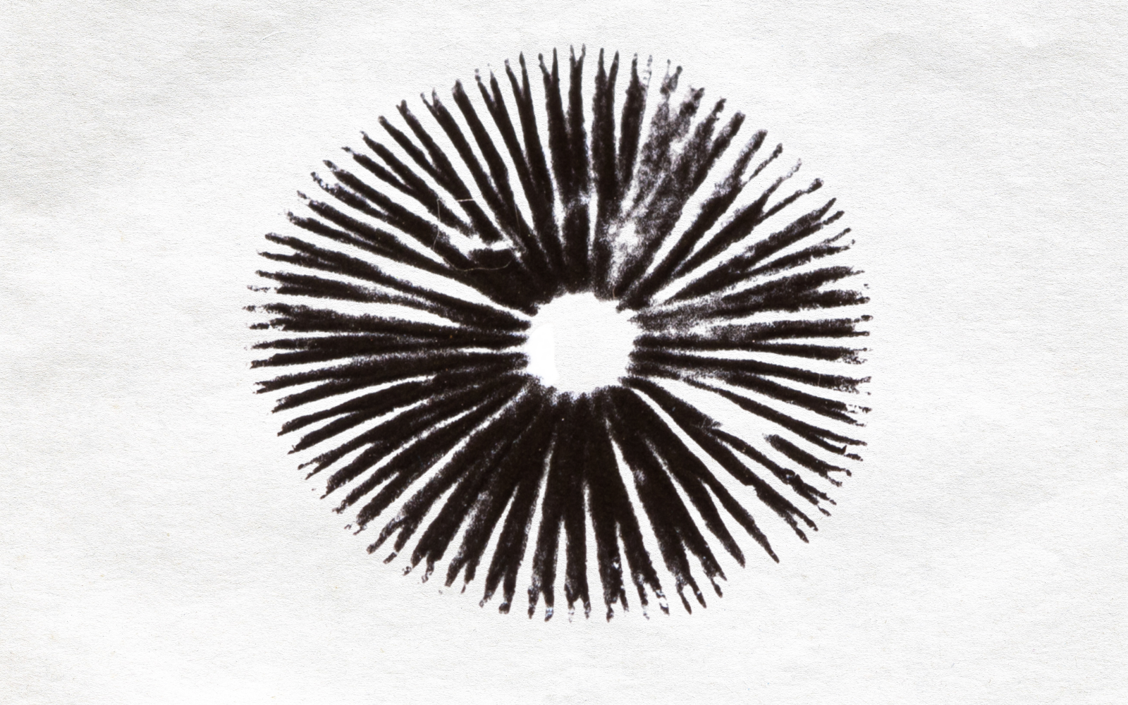 How To Make A Mushroom Spore Print