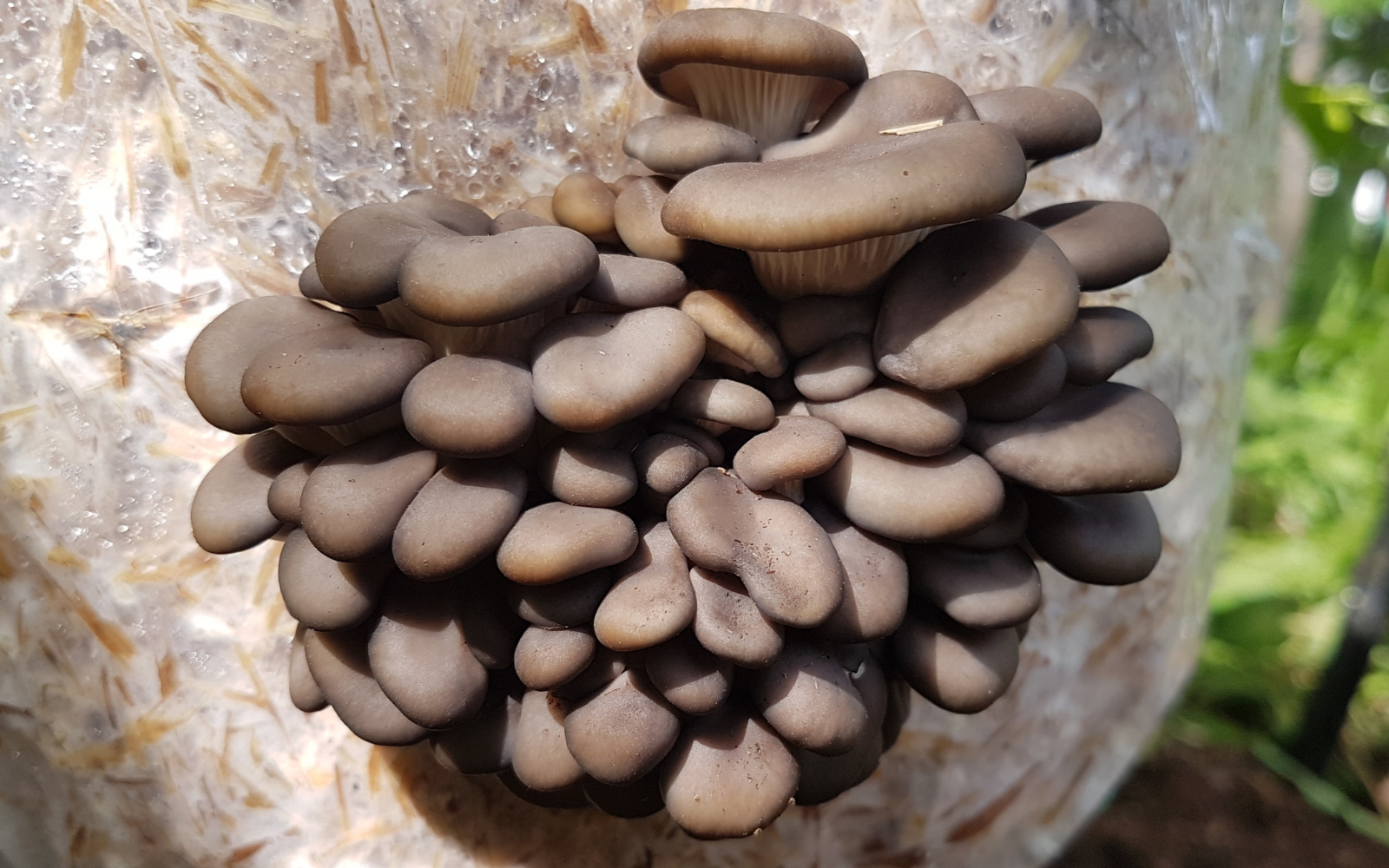 Growing Oyster Mushrooms Outside