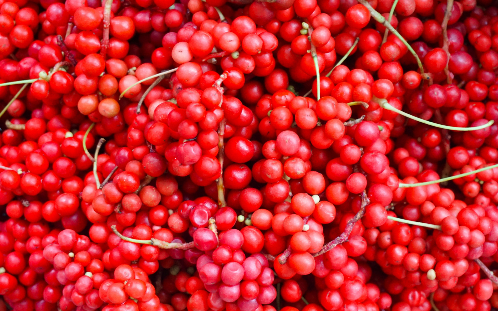 Top 7 Benefits Of The Ancient Schisandra Berry