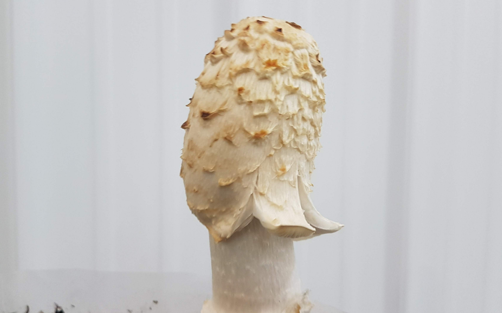 Growing Shaggy Mane Mushrooms