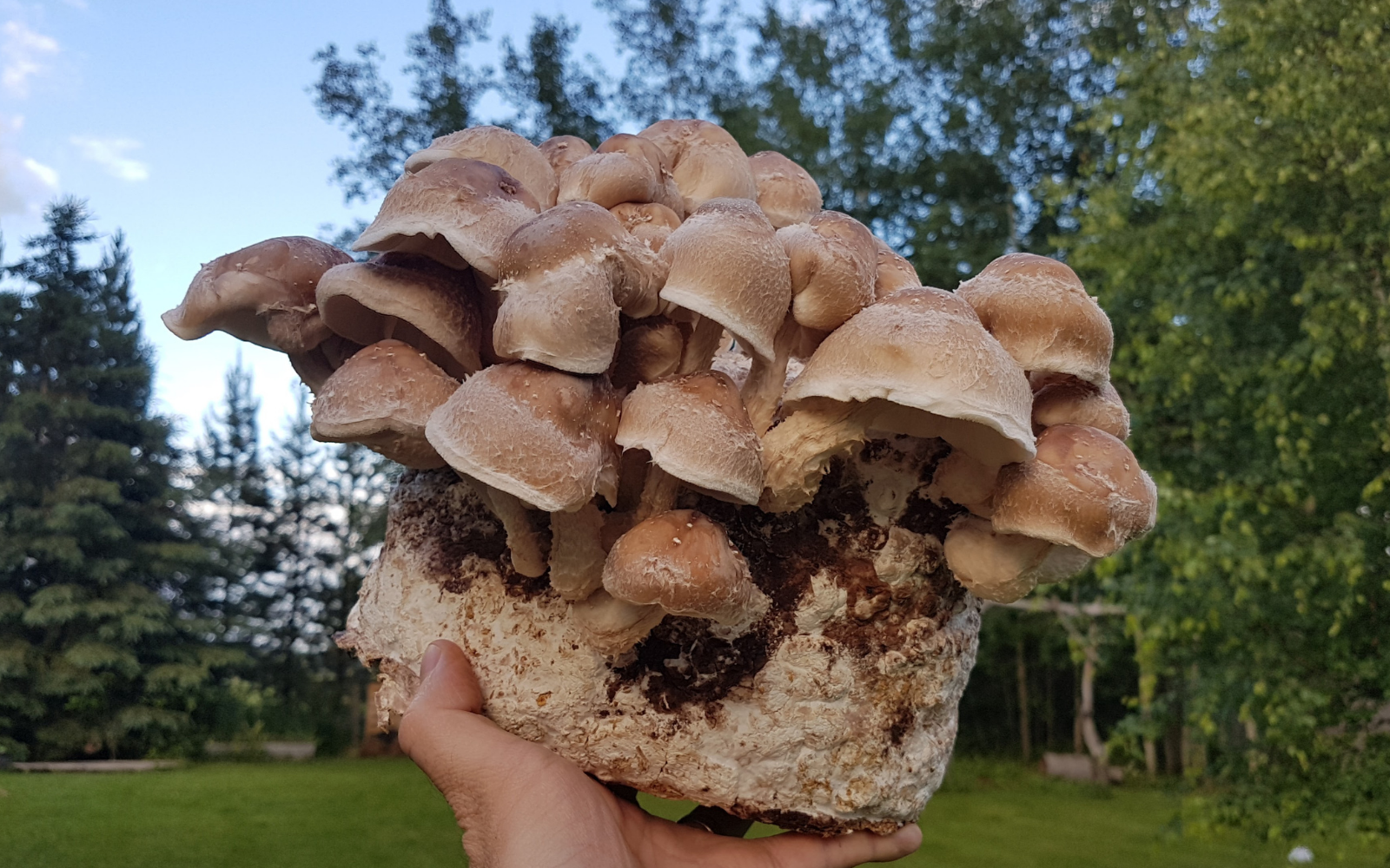 Getting a Second Flush from Shiitake Blocks