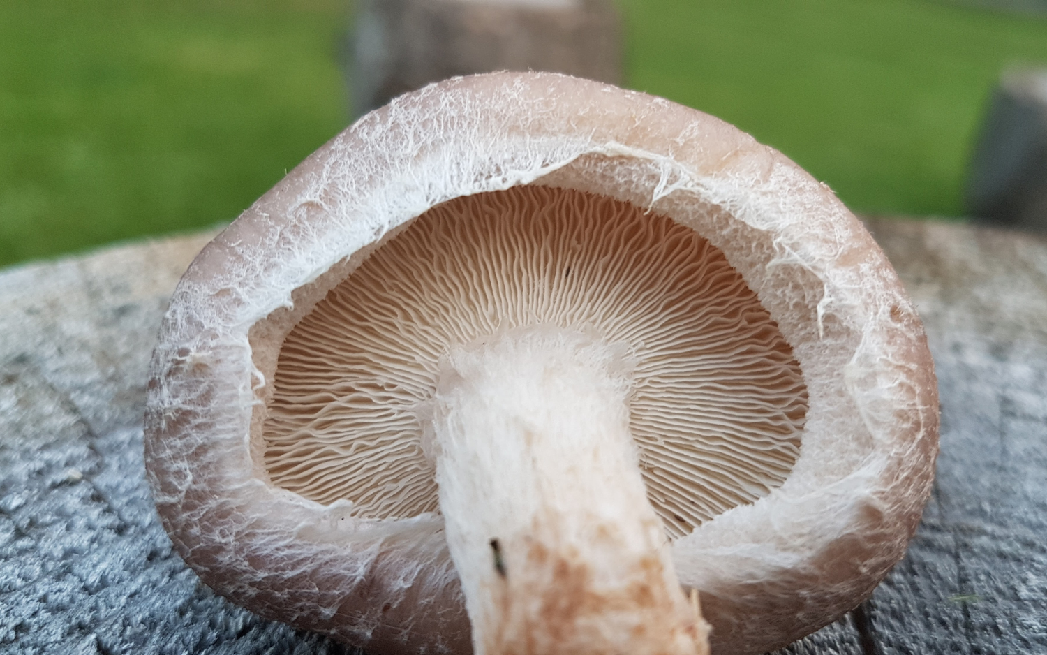 Growing Shiitake Mushrooms