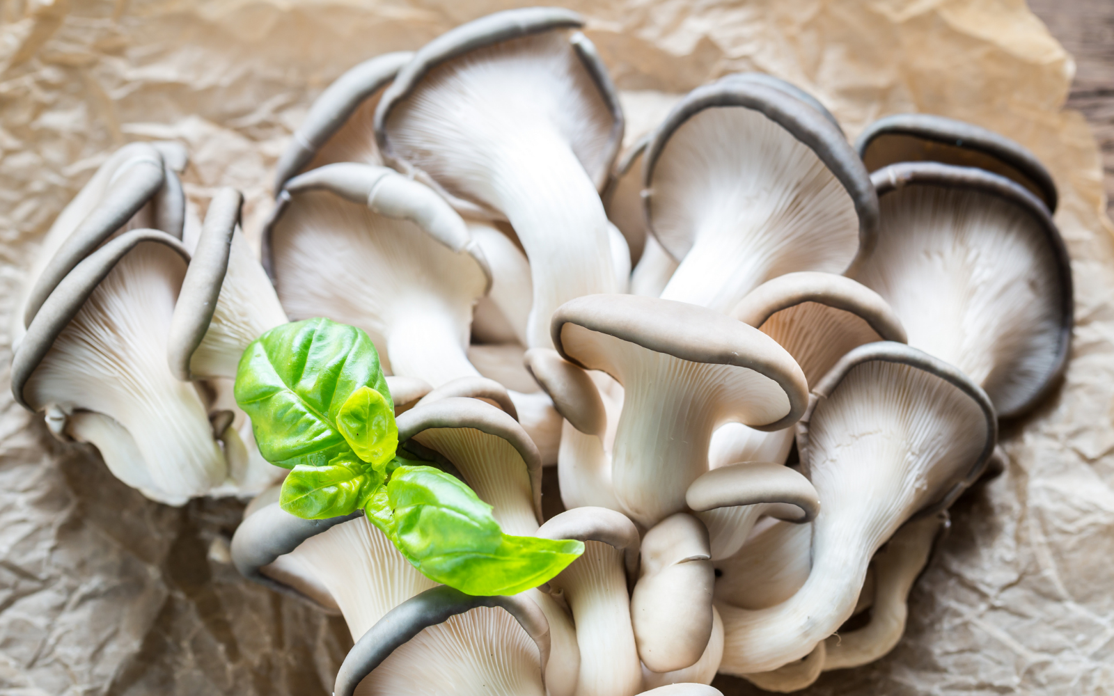 8 Incredible Oyster Mushroom Benefits for Immune Health