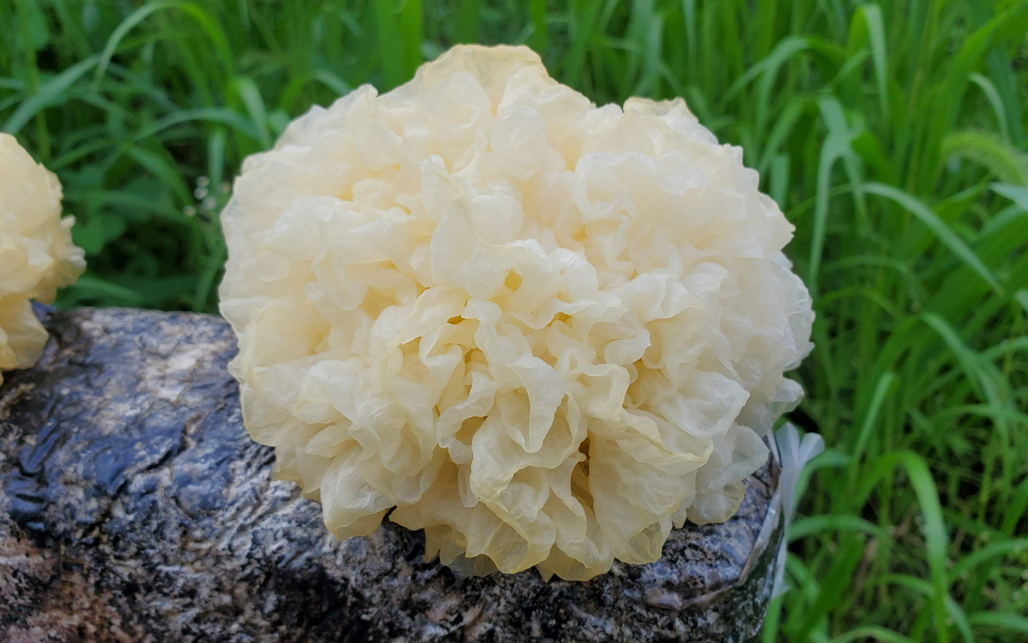 A Guide To Tremella Mushroom