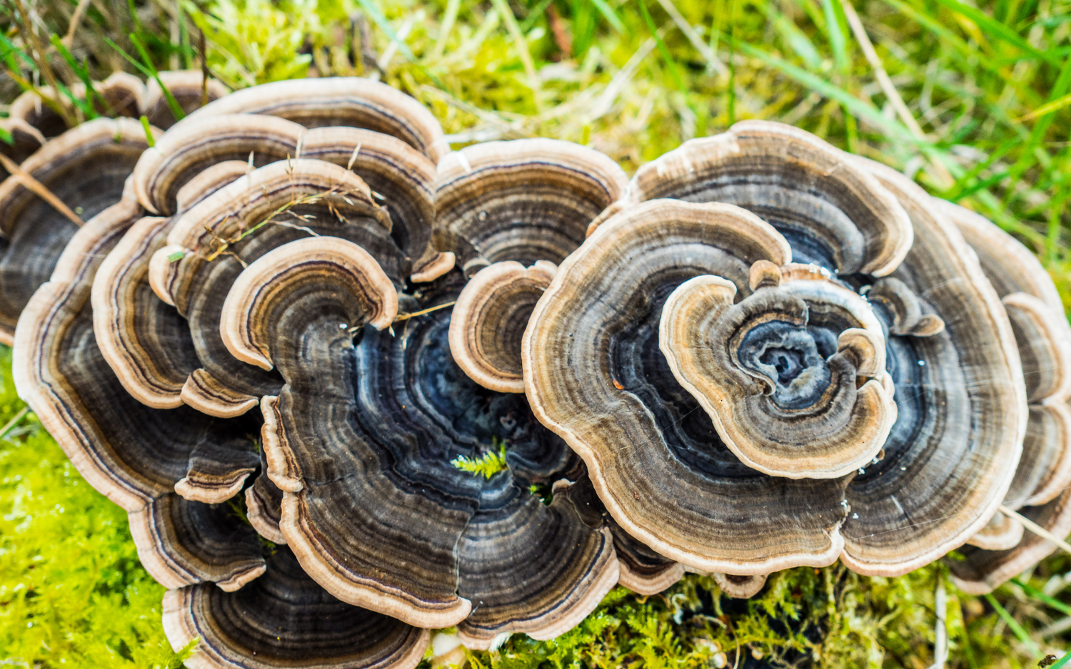 6 Ways Turkey Tail Can Supercharge Your Immune System