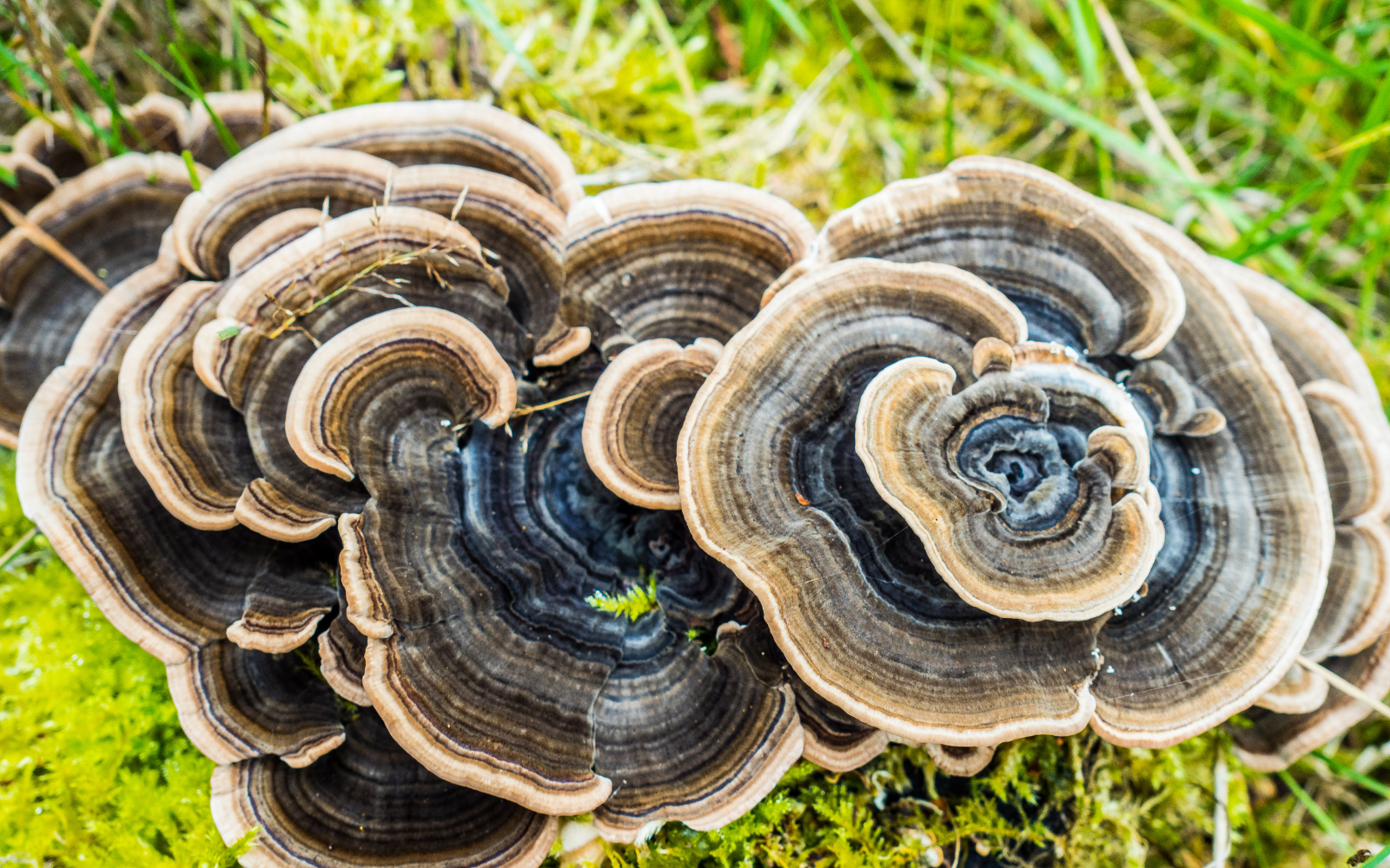 6 Ways Turkey Tail Can Supercharge Your Immune System