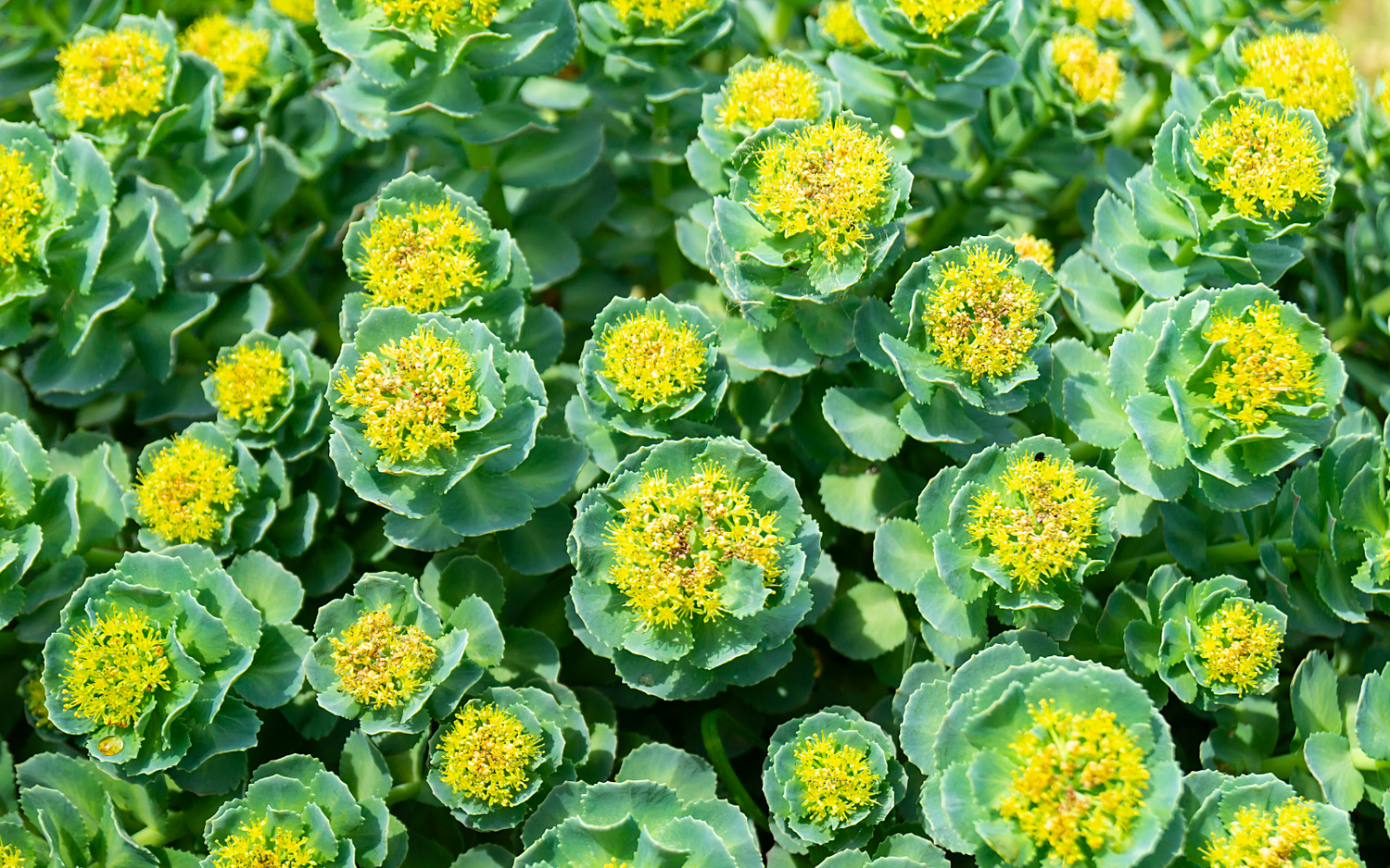 Health Benefits of Rhodiola: What You Need To Know About Golden Root