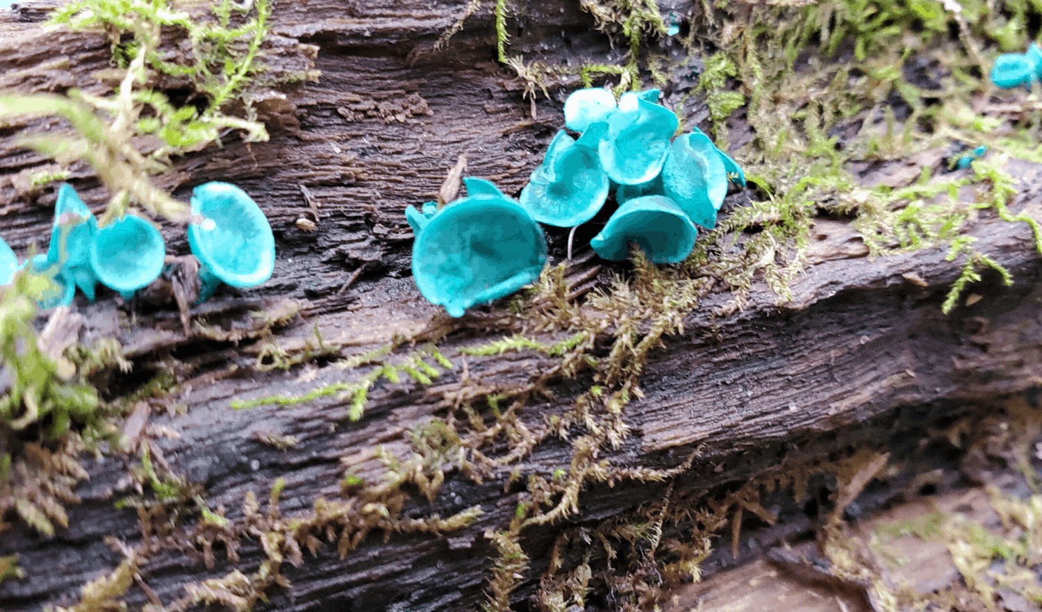 2 Rare and Beautiful Mushroom Finds