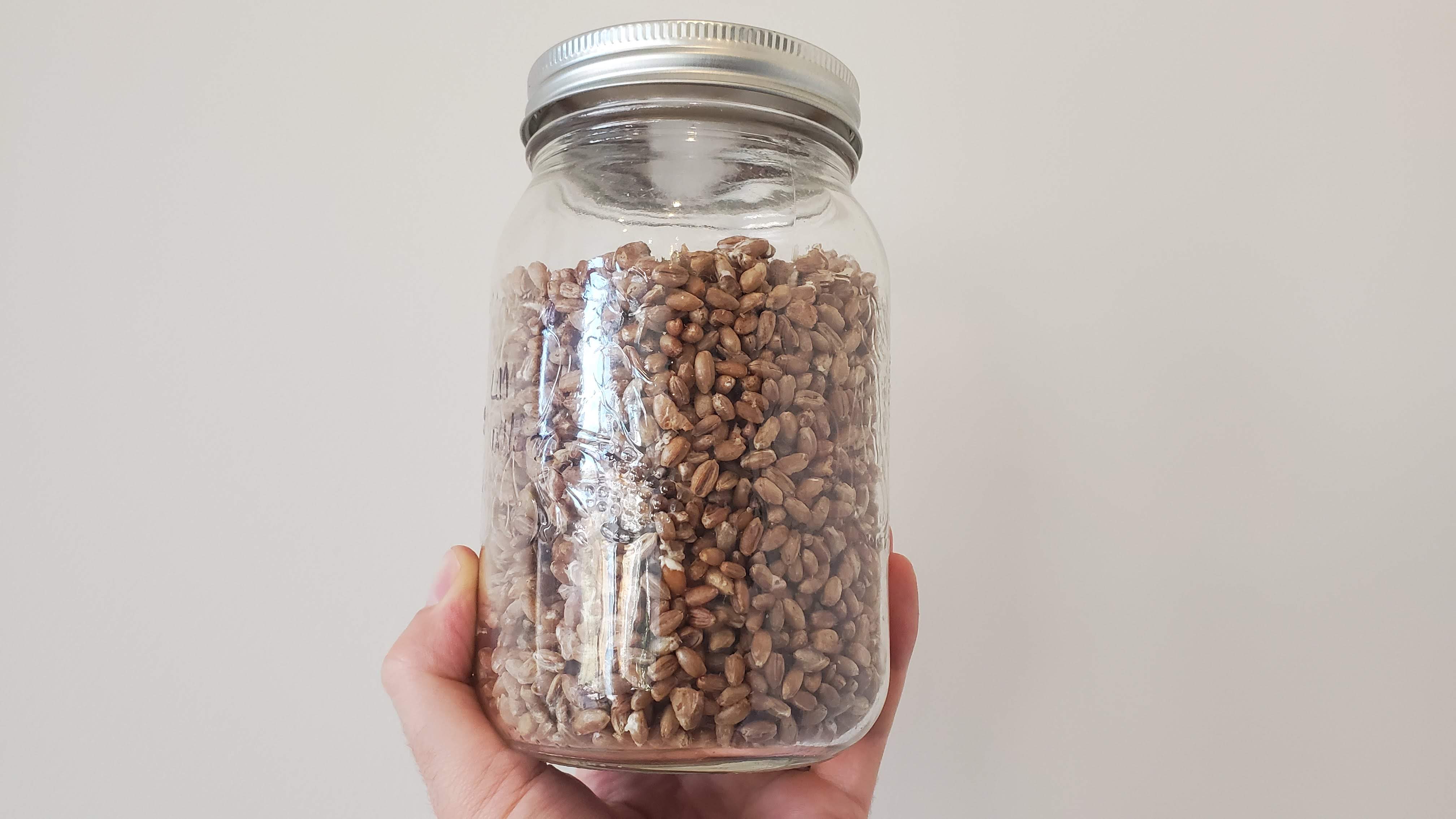 How To Inoculate Grain Jars and Make Any Grain Spawn You Want