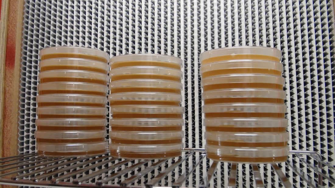 How To Make Agar Plates for Growing Mushrooms at Home