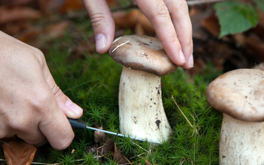 6 Medicinal Mushrooms For Boosting Your Immune System