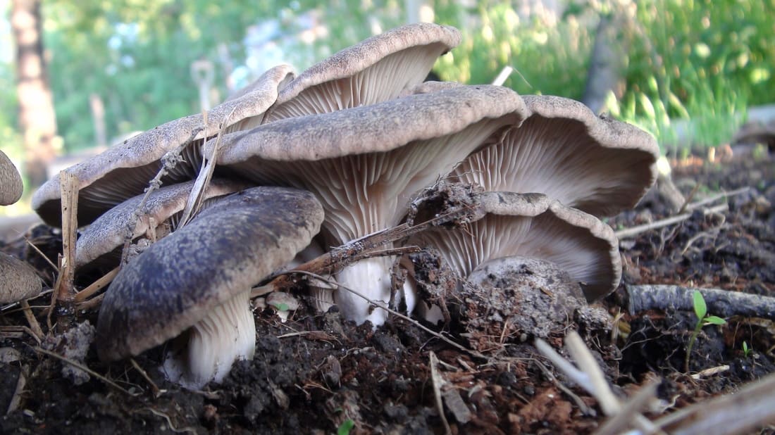 Growing Mushrooms in the Garden: The King Oyster