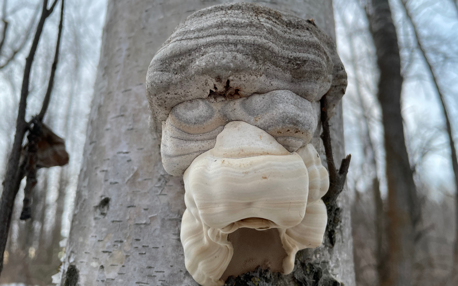 Why Fomes Fomentarius Isn't Just A Boring Polypore